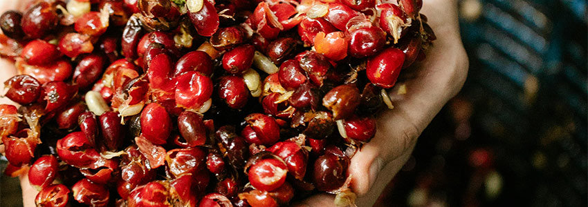 photo of cherries